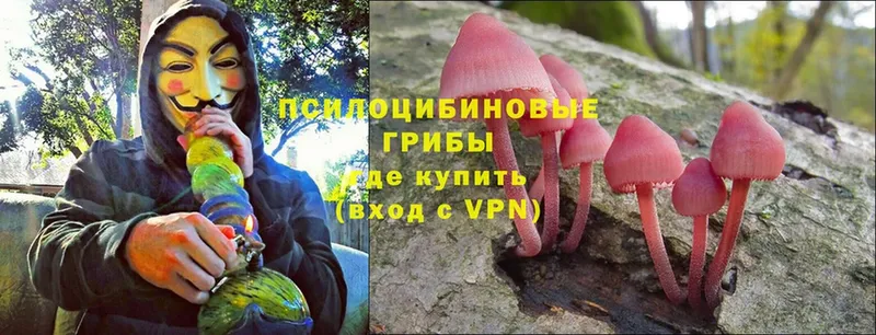 купить наркотик  Лебедянь  Псилоцибиновые грибы MAGIC MUSHROOMS 